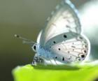 Λευκό πεταλούδα